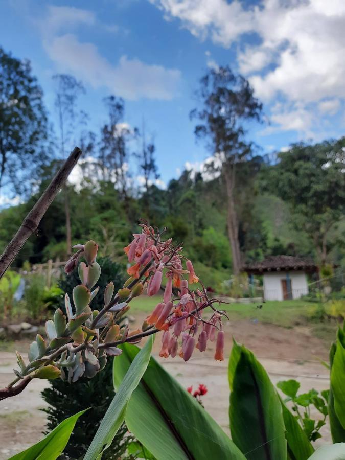 Hostal Rural La Montana Alquiyapura サレント エクステリア 写真